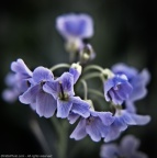 Cardamine